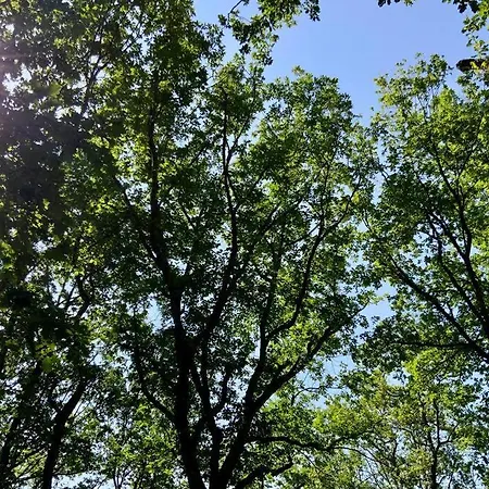 La Perchee De La Mure Bongheat